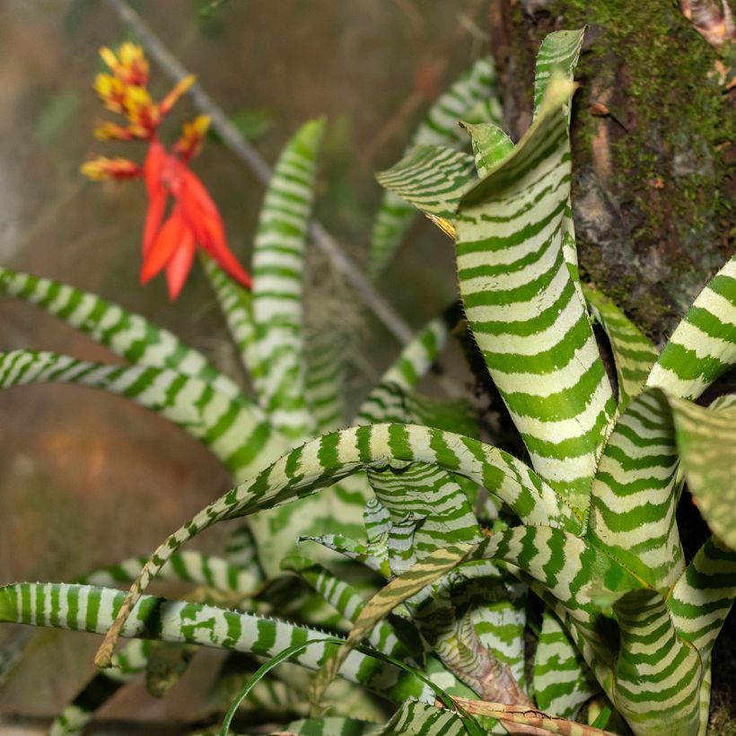 Aechmea Rebecca (Fogliame)