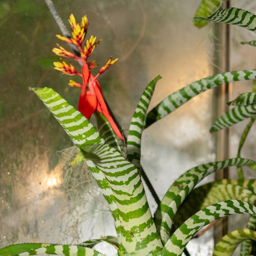 Aechmea Rebecca (Fioritura)