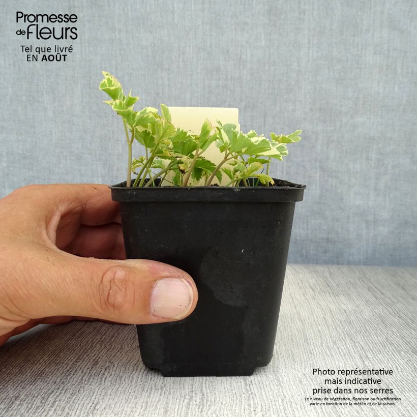Esemplare di Aegopodium podagraria Variegata - Girardina silvestre Vasetto da 7/8 cm consegnato in estate