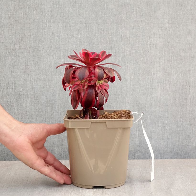 Aeonium arboreum Medusa Vaso da 3L/4L esemplare consegnato in primavera