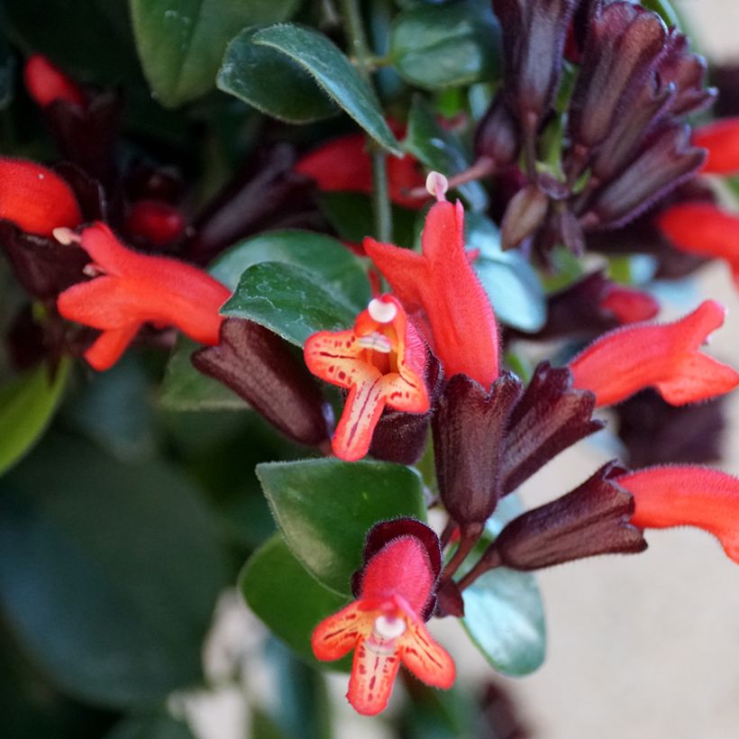 Aeschynanthus Mona Lisa - Escinanto (Fioritura)