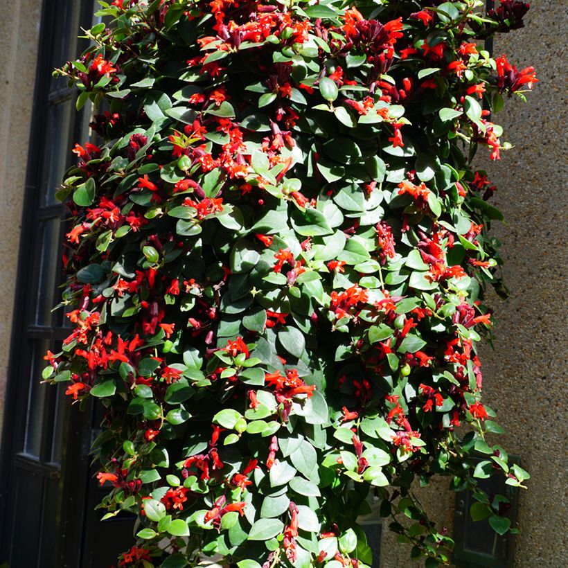 Aeschynanthus Mona Lisa - Escinanto (Porto)