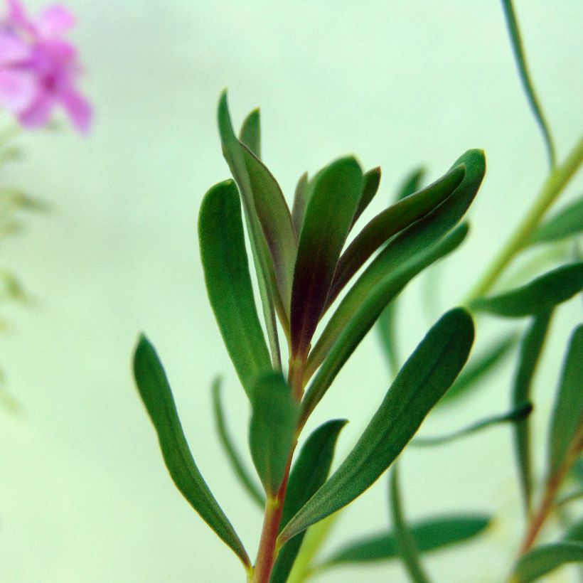 Aethionema armenum Warley Ruber (Fogliame)