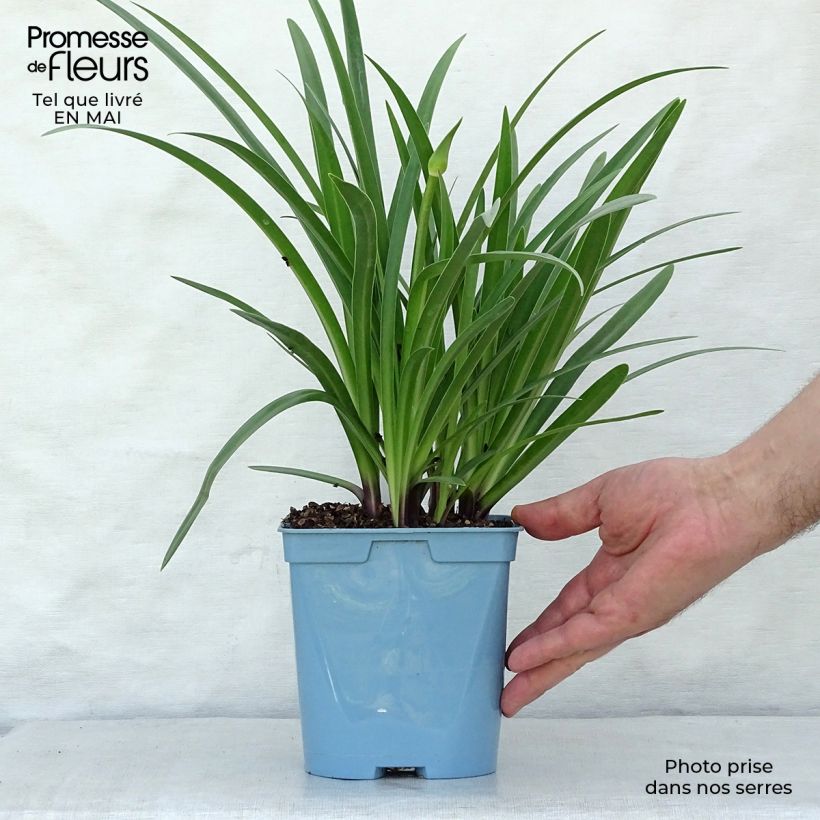 Agapanthus Black Buddhist Vaso da 2L/3L esemplare consegnato in primavera