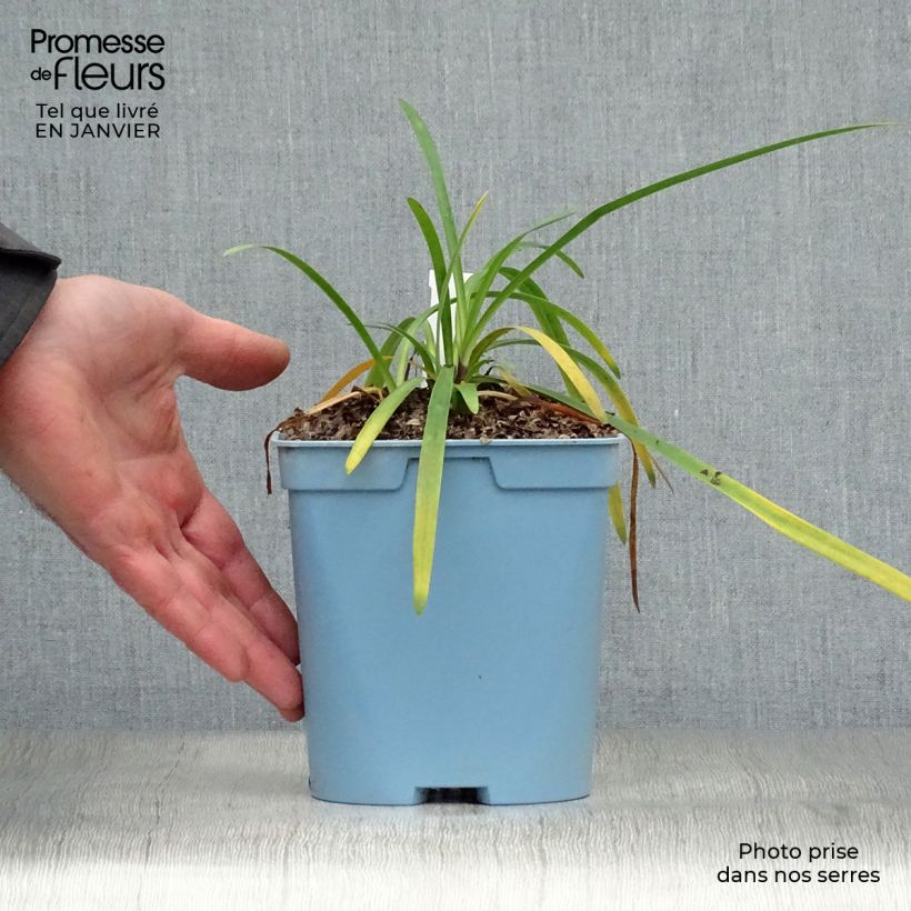 Agapanthus Black Buddhist Vaso da 2L/3L esemplare consegnato in inverno