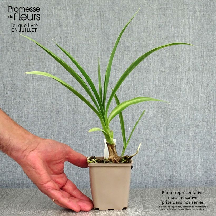 Esemplare di Agapanthus Black Magic Vasetto da 8/9 cm consegnato in estate