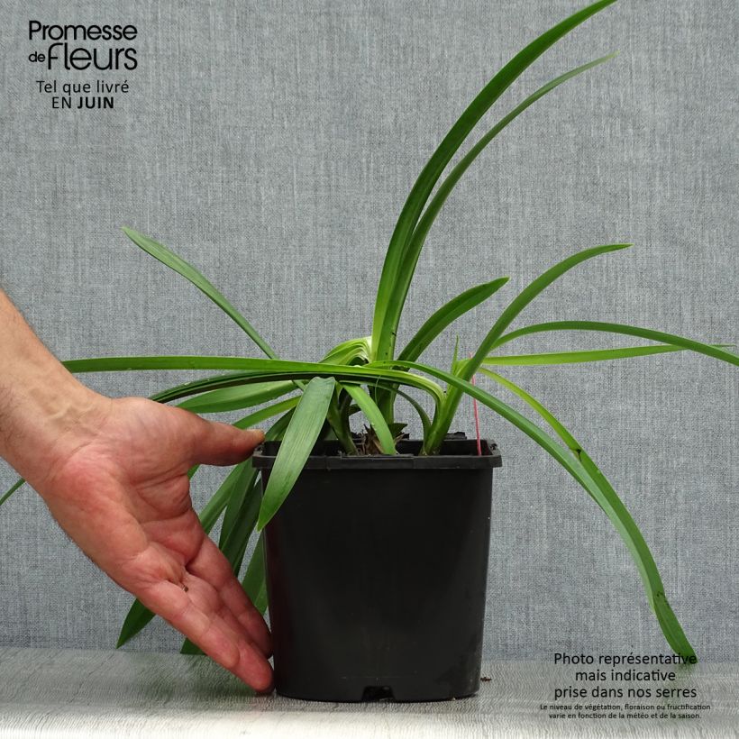 Esemplare di Agapanthus Black Magic Vaso da 2L/3L consegnato in estate