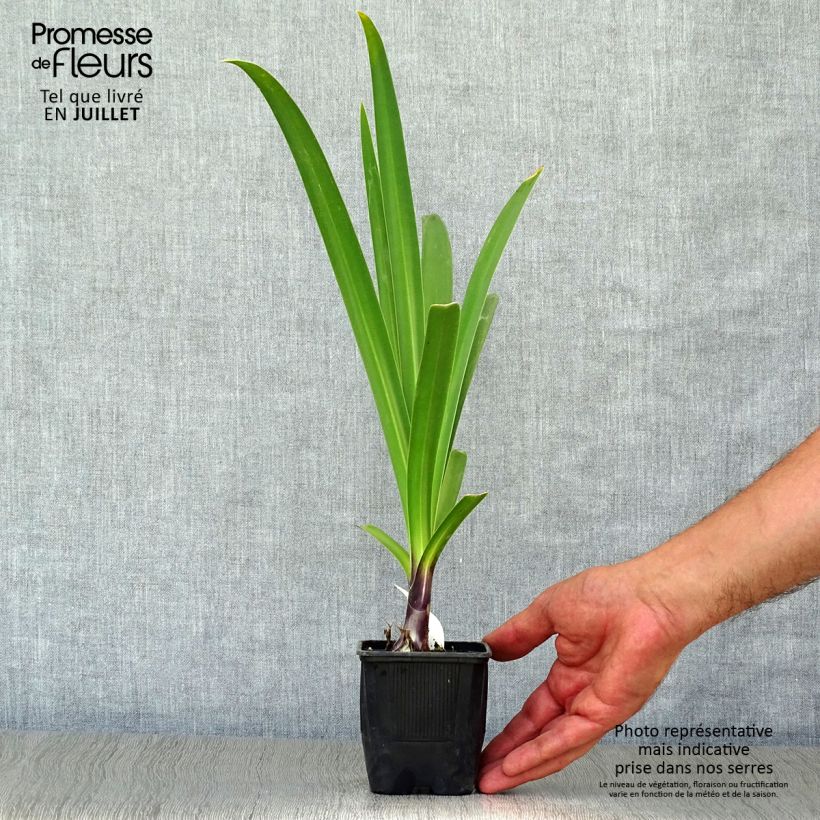 Esemplare di Agapanthus Black Pantha Vasetto da 8/9 cm consegnato in estate