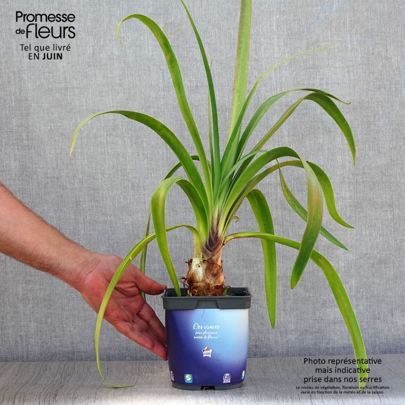 Esemplare di Agapanthus Black Pantha Vaso da 2L/3L consegnato in estate