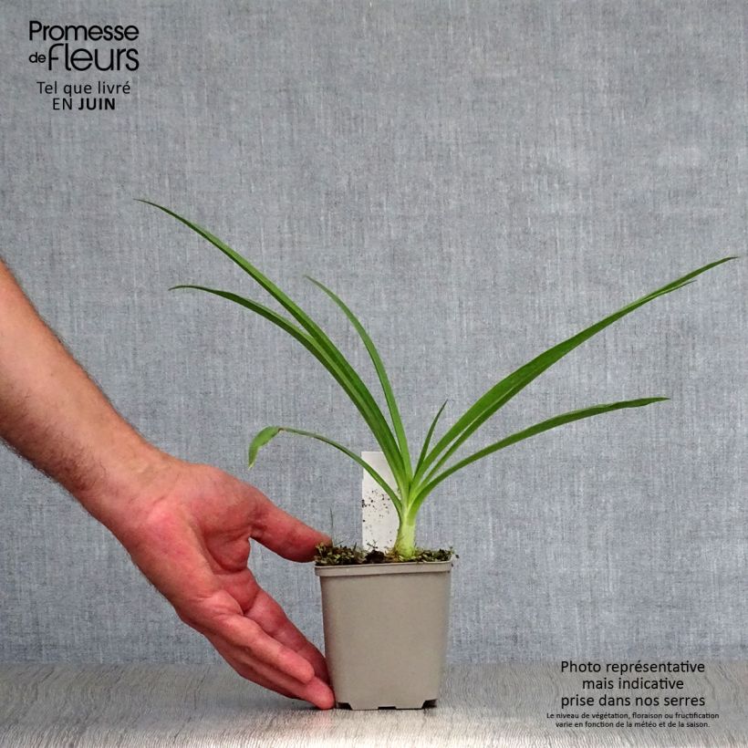 Esemplare di Agapanthus Blue Heaven Vasetto da 8/9 cm consegnato in estate
