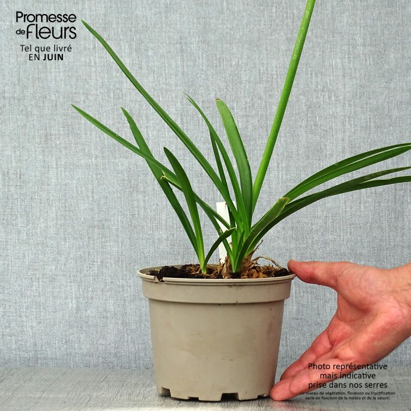 Esemplare di Agapanthus Blue Heaven Vaso da 2L/3L consegnato in estate