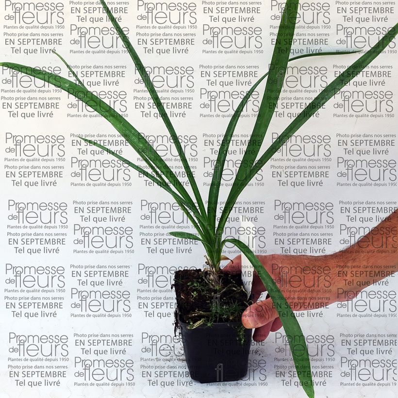Esempio di esemplare Agapanthus Blue Moon Vasetto da 8/9 cm come consegnato