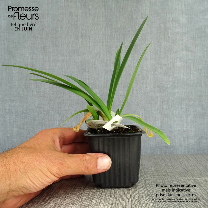 Esemplare di Agapanthus Blue Triumphator Vasetto da 8/9 cm consegnato in estate