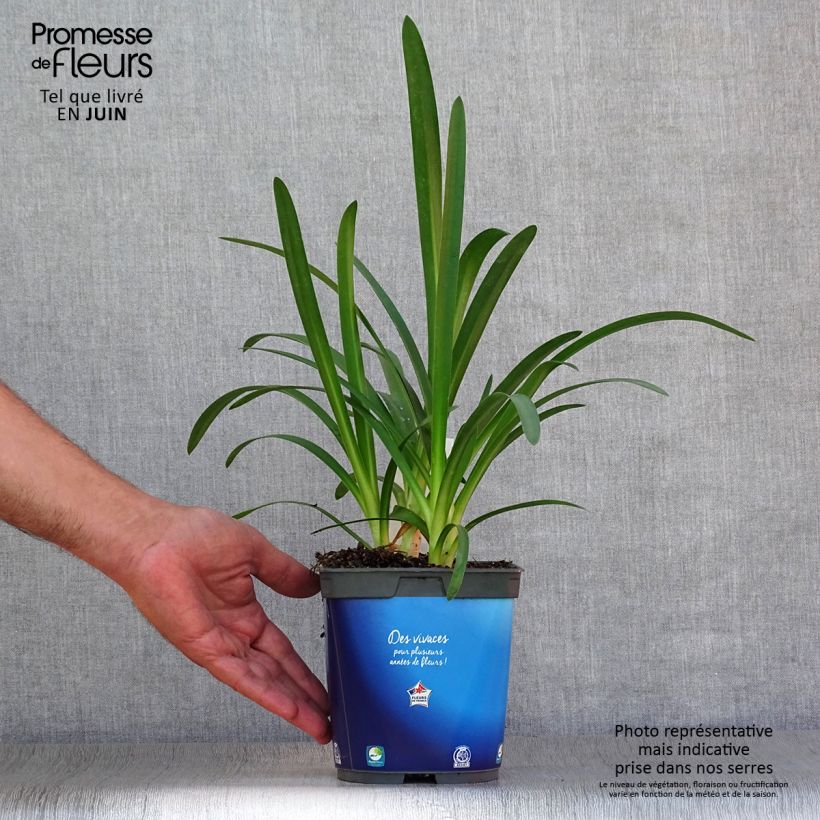 Esemplare di Agapanthus Blue Triumphator Vaso da 2L/3L consegnato in estate
