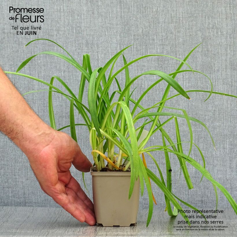Esemplare di Agapanthus Brilliant Blue Vasetto da 8/9 cm consegnato in estate