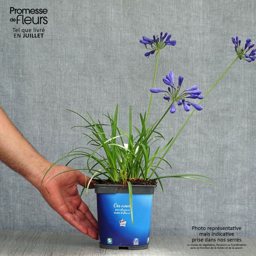 Esemplare di Agapanthus Brilliant Blue Vaso da 2L/3L consegnato in estate