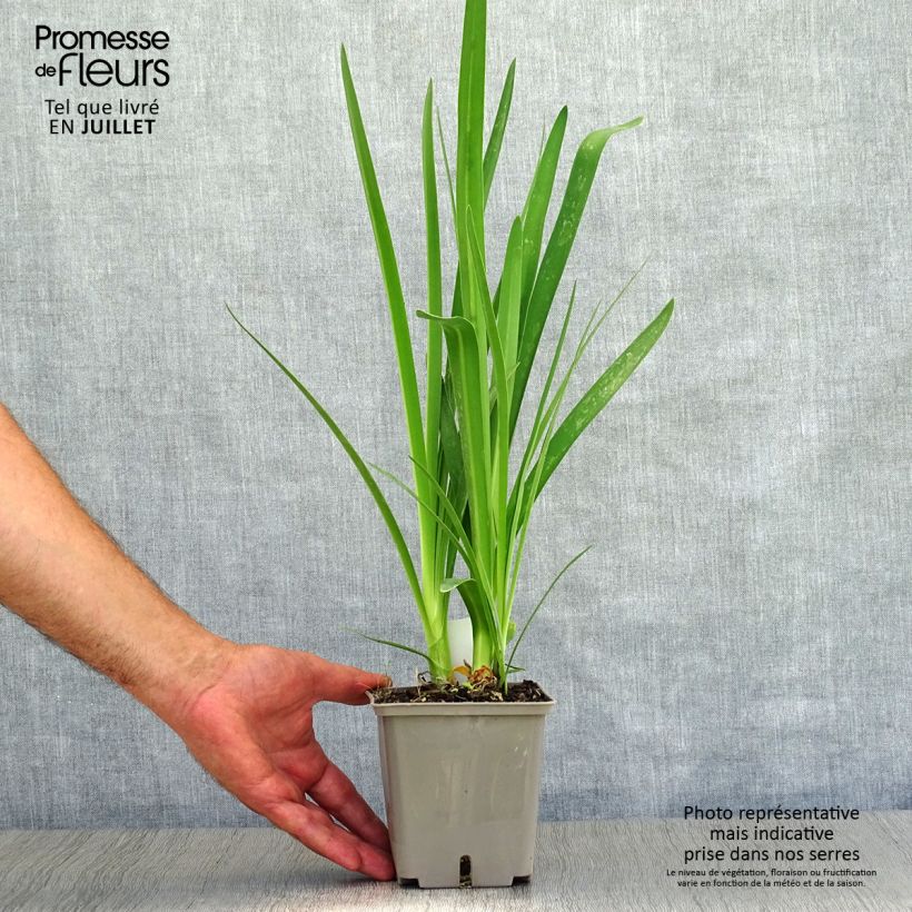 Esemplare di Agapanthus Celebration Vaso da 1L/1,5L consegnato in estate