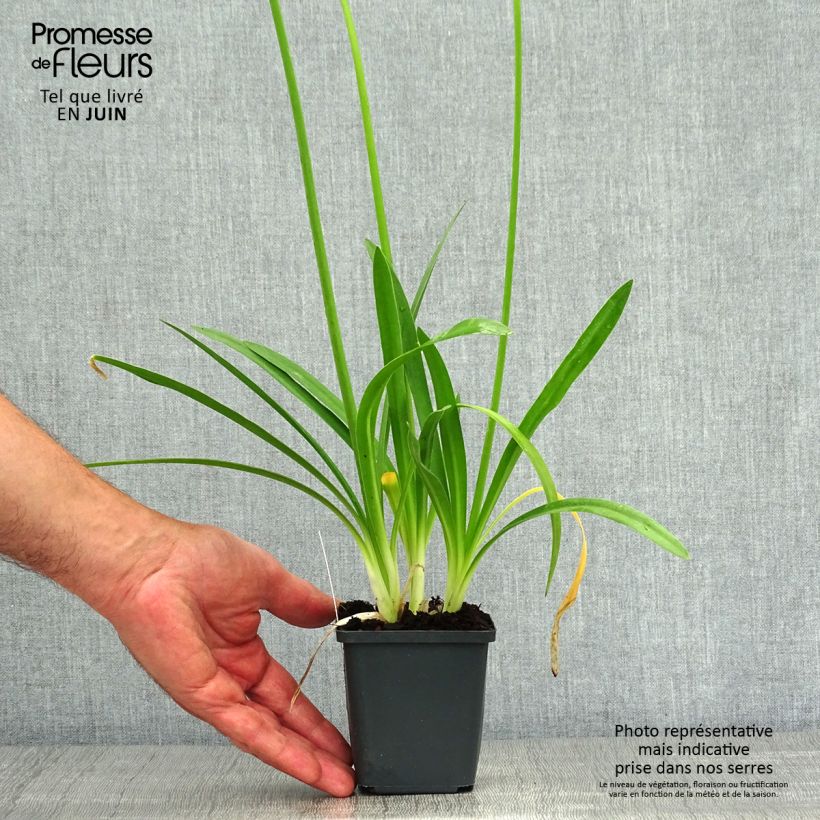 Esemplare di Agapanthus Charlotte Vasetto da 8/9 cm consegnato in estate