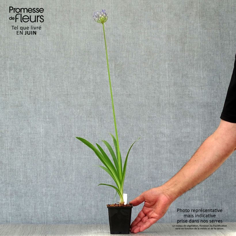 Esemplare di Agapanthus Docteur Brouwer Vasetto da 8/9 cm consegnato in estate