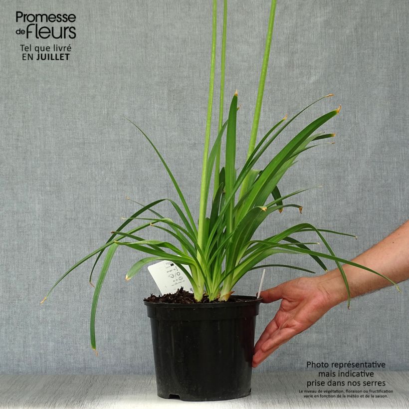 Esemplare di Agapanthus Docteur Brouwer Vaso da 4L/5L consegnato in estate