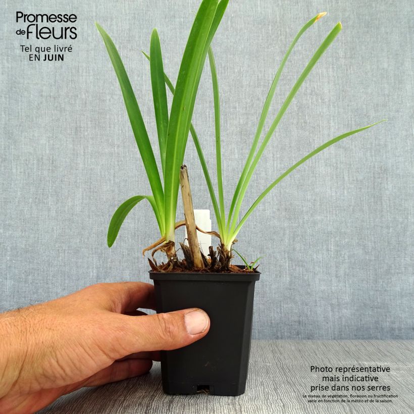 Esemplare di Agapanthus Donau Vasetto da 8/9 cm consegnato in estate