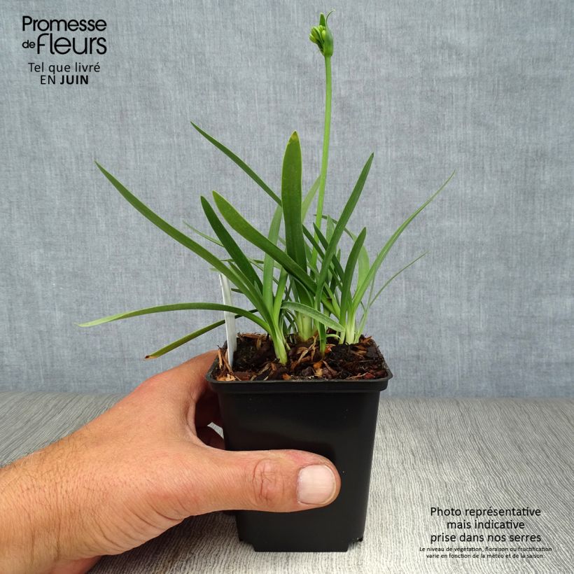 Esemplare di Agapanthus Double Diamond Vasetto da 8/9 cm consegnato in estate