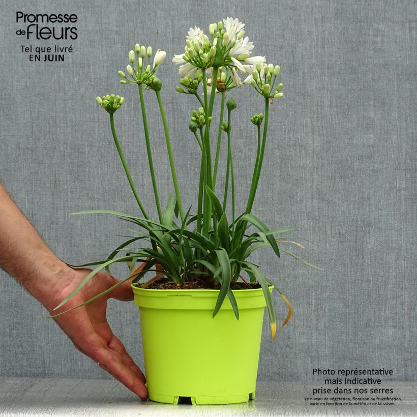 Esemplare di Agapanthus Double Diamond Vaso da 2L/3L consegnato in estate