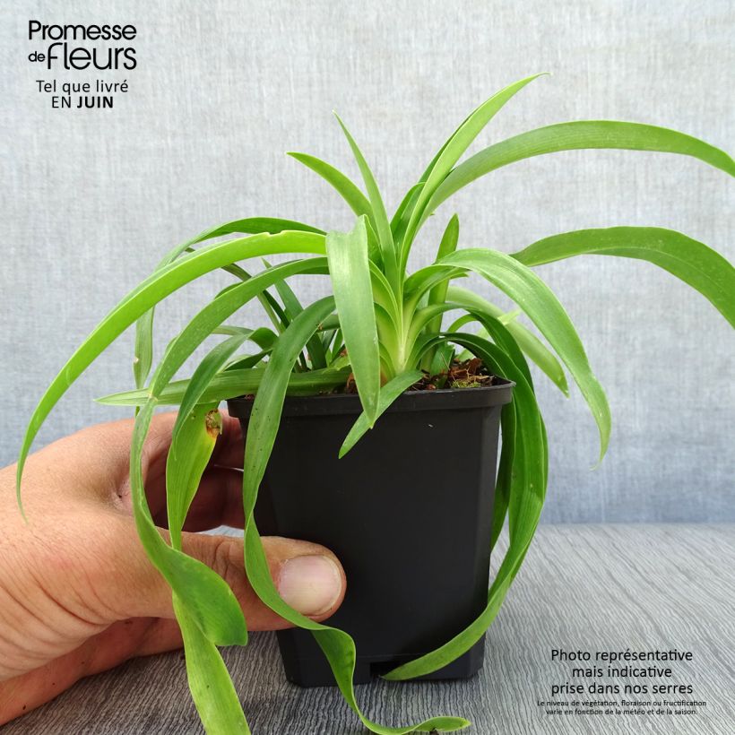 Esemplare di Agapanthus Enigma Vasetto da 8/9 cm consegnato in estate