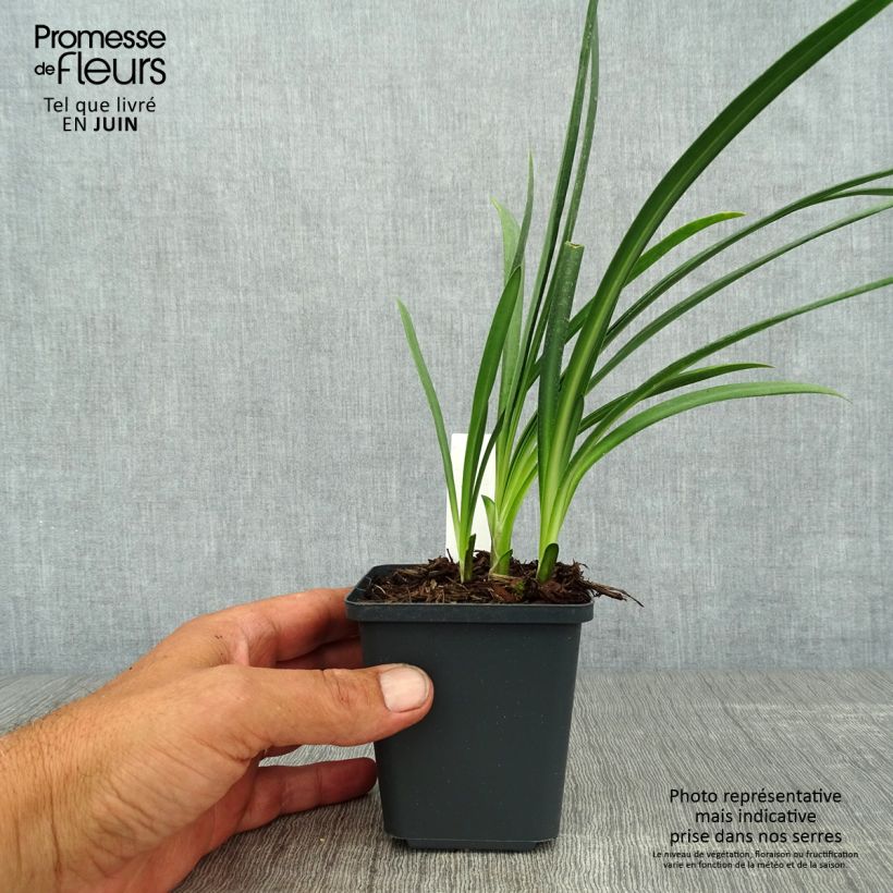 Esemplare di Agapanthus Flower of Love Vasetto da 8/9 cm consegnato in estate