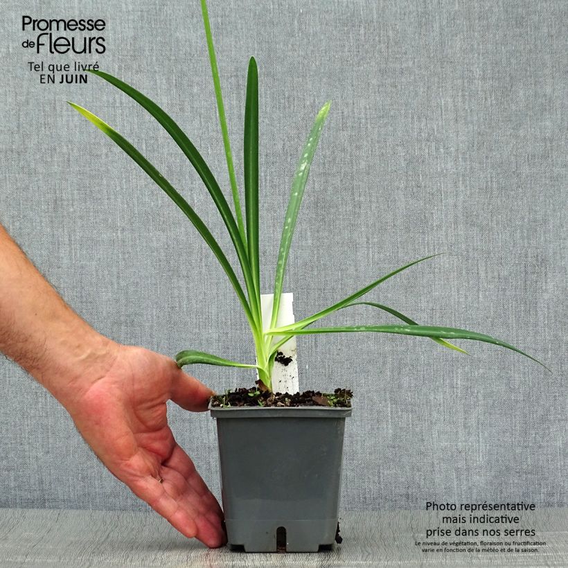 Esemplare di Agapanthus Flower of Love Vaso da 1L/1,5L consegnato in estate