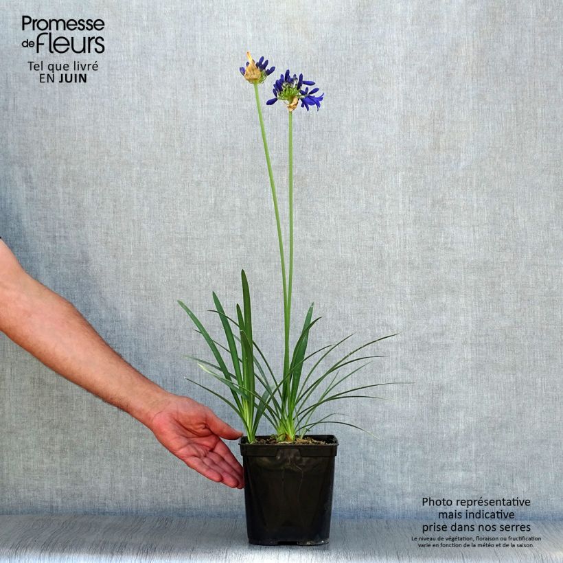 Esemplare di Agapanthus Flower of Love Vaso da 3L/4L consegnato in estate