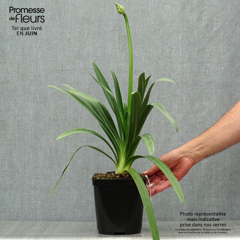 Esemplare di Agapanthus Full Moon Vaso da 2L/3L consegnato in estate