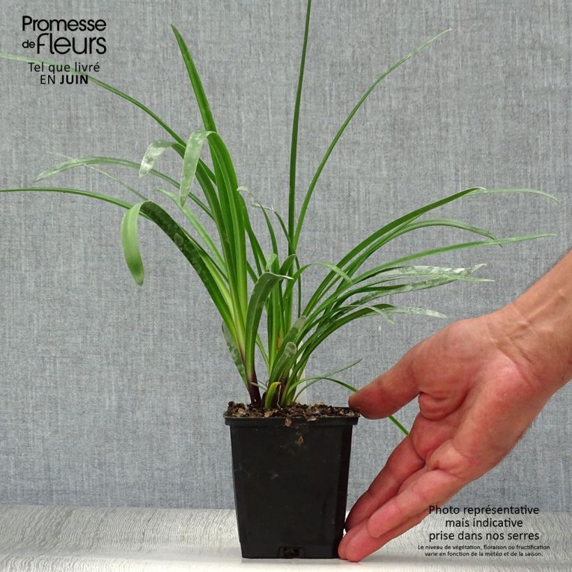 Esemplare di Agapanthus Glacier Stream Vasetto da 8/9 cm consegnato in estate