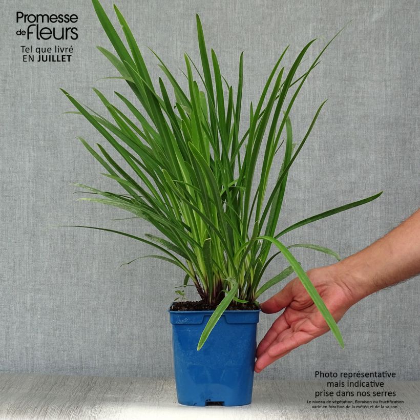 Esemplare di Agapanthus Glacier Stream Vaso da 2L/3L consegnato in estate