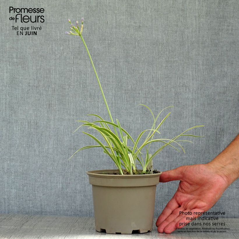 Esemplare di Agapanthus Golden Drop Vaso da 2L/3L consegnato in estate