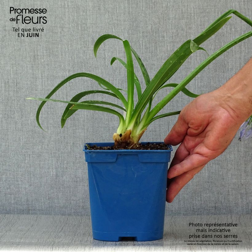 Esemplare di Agapanthus Graphite Blue Vaso da 2L/3L consegnato in estate