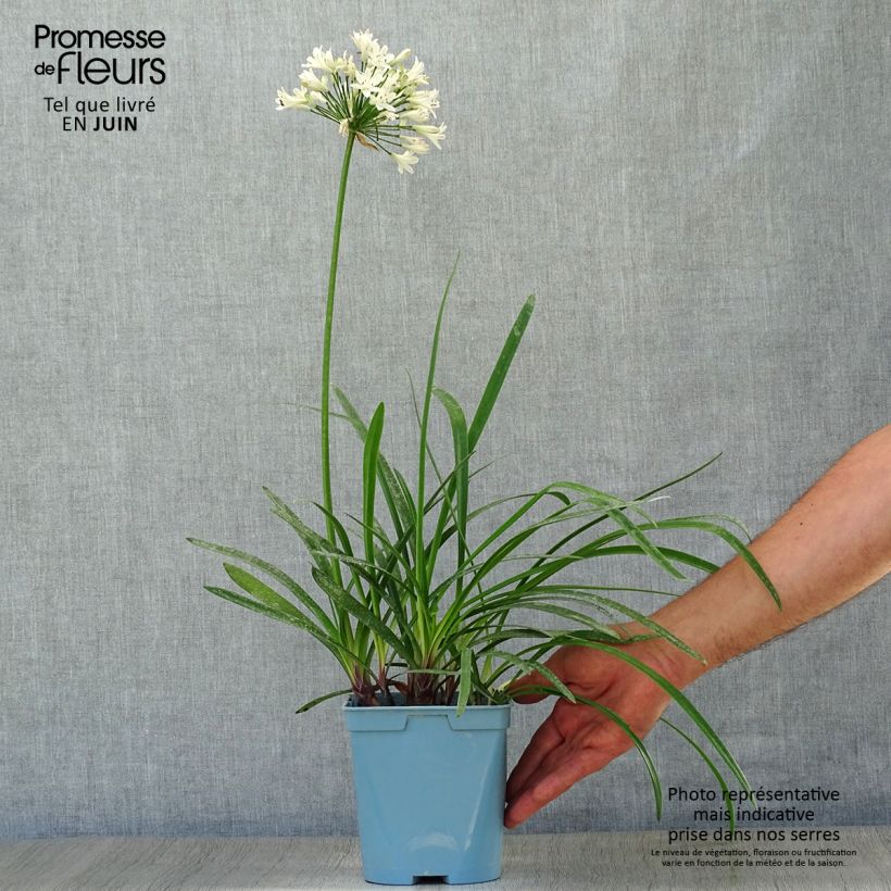 Esemplare di Agapanthus Graphite White Vaso da 2L/3L consegnato in estate