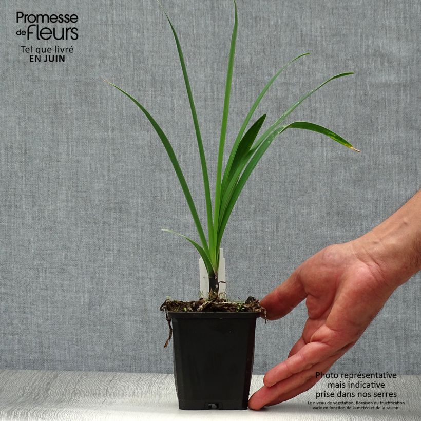 Esemplare di Agapanthus Headbourne Blue Vasetto da 8/9 cm consegnato in estate