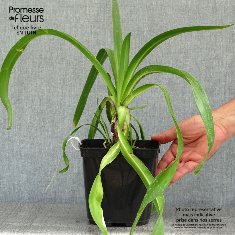 Esemplare di Agapanthus Megan's Mauve Vaso da 2L/3L consegnato in estate
