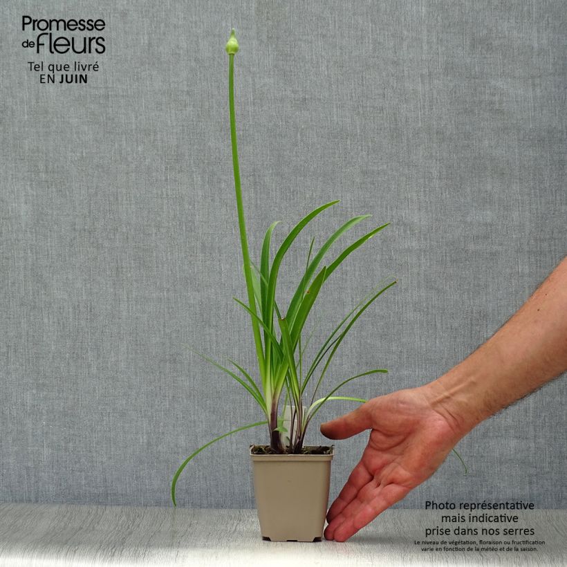 Esemplare di Agapanthus Navy Blue Vasetto da 8/9 cm consegnato in estate