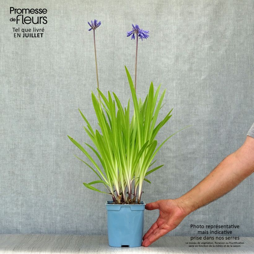 Esemplare di Agapanthus Navy Blue Vaso da 2L/3L consegnato in estate