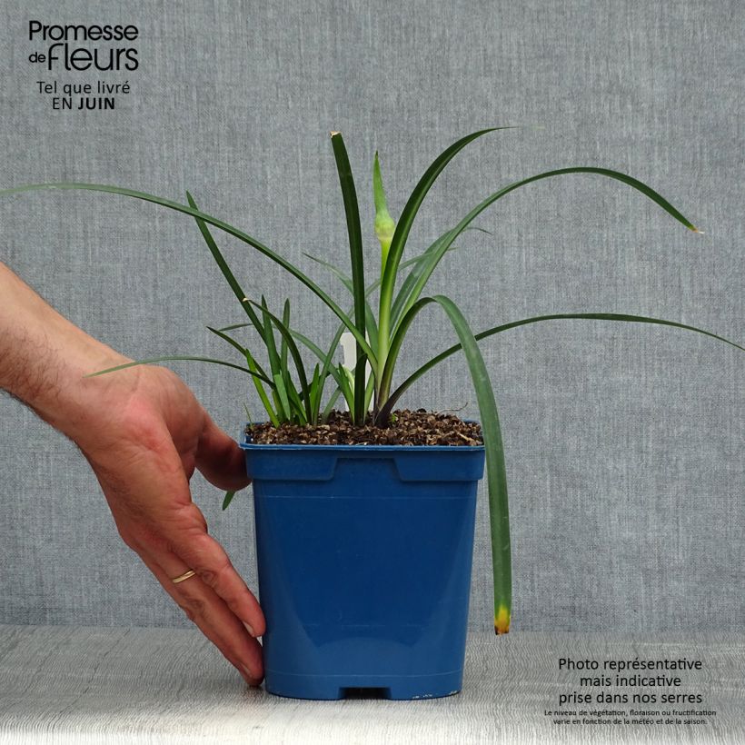 Esemplare di Agapanthus Northern Star Vaso da 2L/3L consegnato in estate