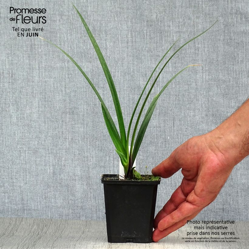 Esemplare di Agapanthus Northern Star Vasetto da 8/9 cm consegnato in estate