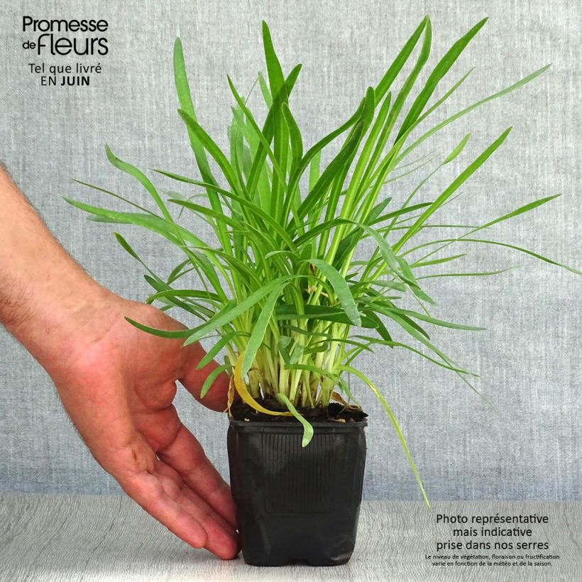 Esemplare di Agapanthus Peter Pan Vasetto da 8/9 cm consegnato in estate