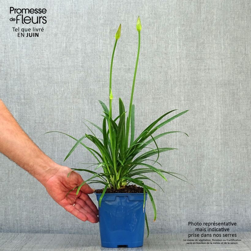 Esemplare di Agapanthus Pitchoune Blue Vaso da 2L/3L consegnato in estate