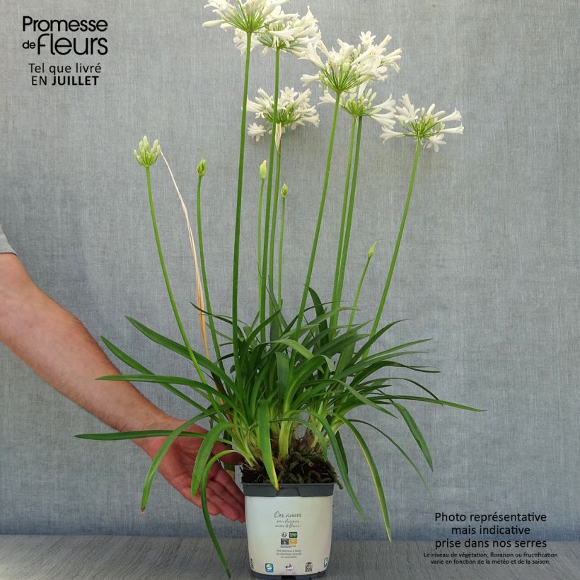 Esemplare di Agapanthus Pitchoune White Vaso da 2L/3L consegnato in estate