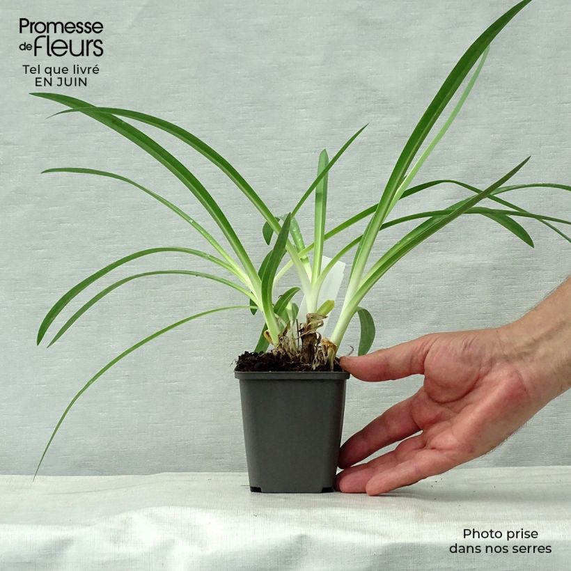Esemplare di Agapanthus Polar Ice Vasetto da 8/9 cm consegnato in estate