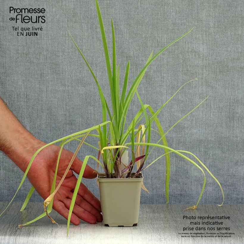 Esemplare di Agapanthus Purple Cloud Vasetto da 8/9 cm consegnato in estate