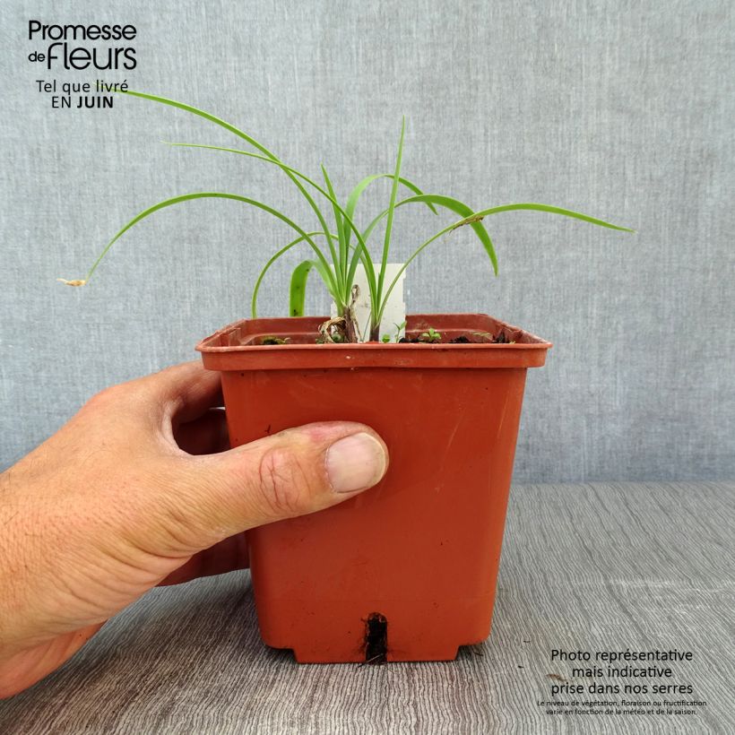 Esemplare di Agapanthus Purple Cloud Vaso da 1L/1,5L consegnato in estate