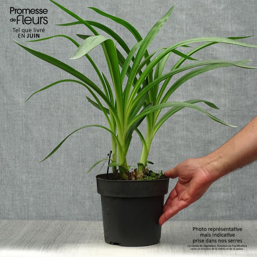 Esemplare di Agapanthus Purple Heart Vaso da 2L/3L consegnato in estate